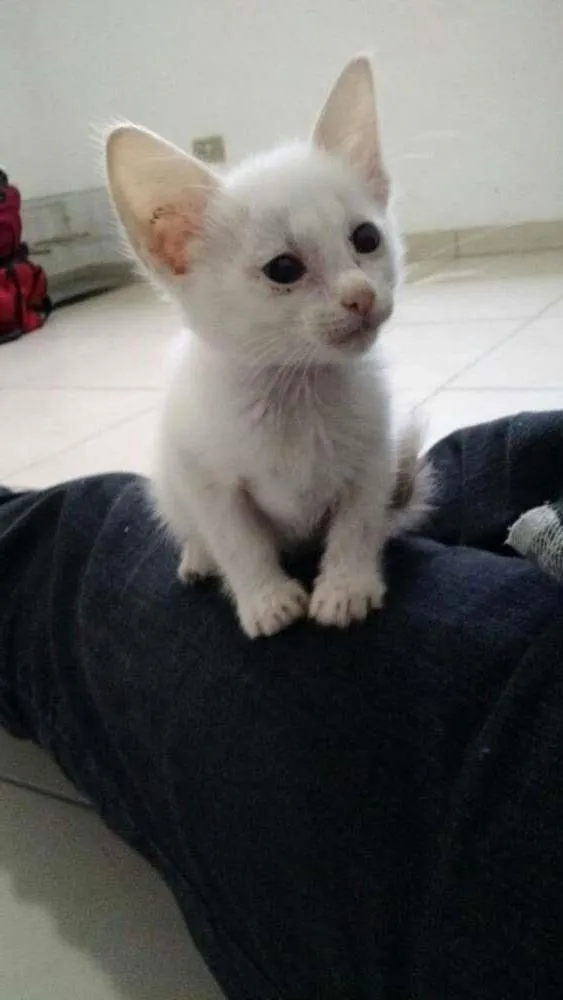 Gato ra a SRD idade 2 a 6 meses nome não tem
