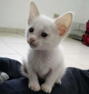 Gato raça SRD idade 2 a 6 meses nome não tem