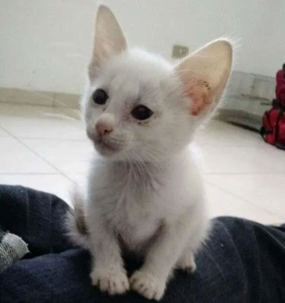 Gato ra a SRD idade 2 a 6 meses nome não tem