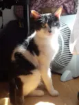 Alfredo