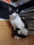 Alfredo