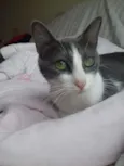 Allegra