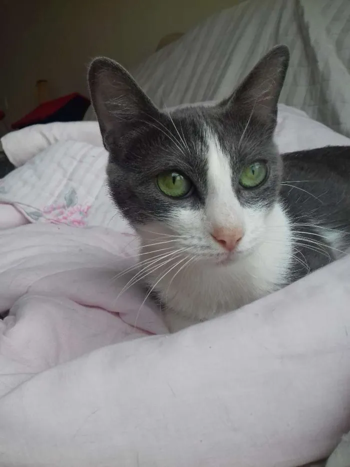 Gato ra a SRD idade 1 ano nome Allegra