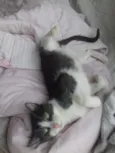 Allegra