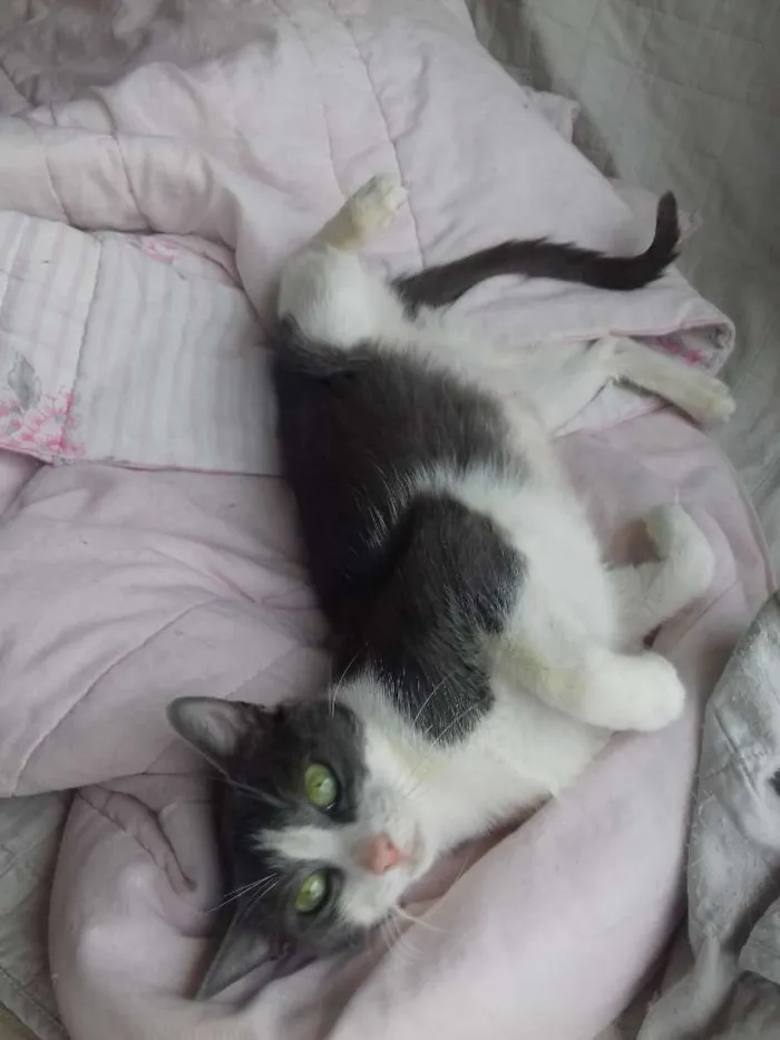 Gato ra a SRD idade 1 ano nome Allegra