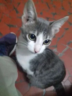 Gato raça SRD idade 2 a 6 meses nome Moss