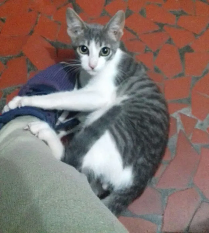 Gato raça SRD idade 2 a 6 meses nome Moss