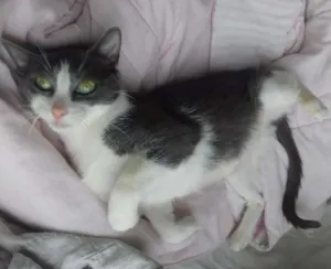 Gato raça SRD idade 1 ano nome Allegra
