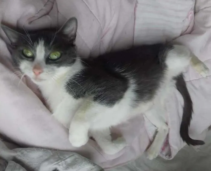 Gato ra a SRD idade 1 ano nome Allegra