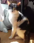 Alfredo