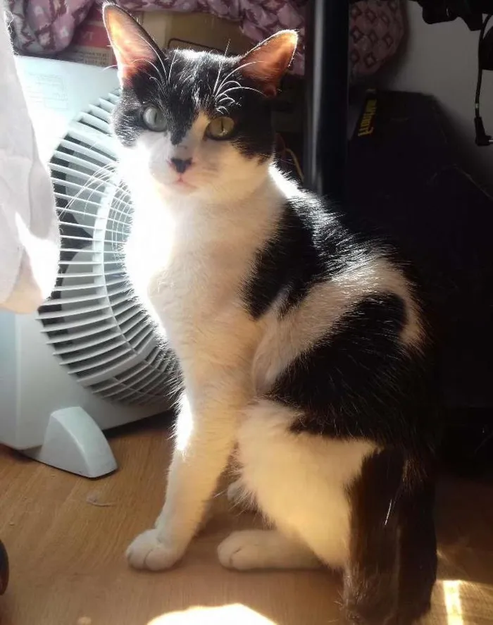 Gato ra a SRD idade 1 ano nome Alfredo