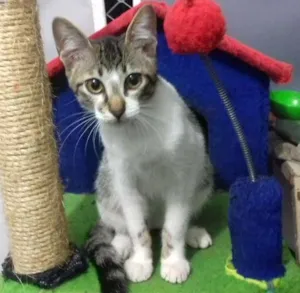 Gato raça SRD idade 2 a 6 meses nome Scott