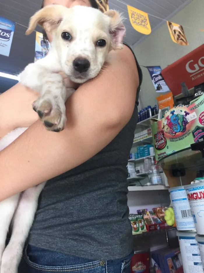 Cachorro ra a Srd idade 2 a 6 meses nome Luck