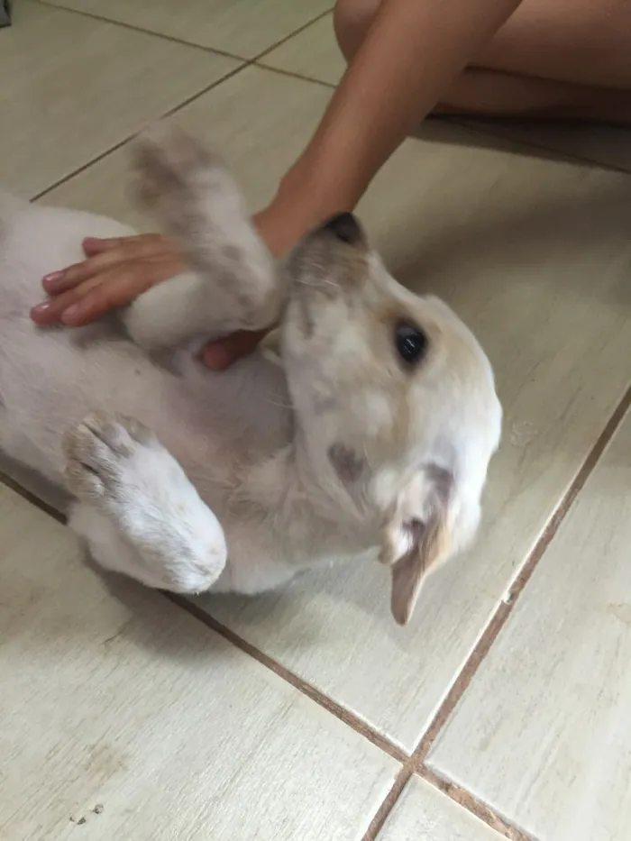 Cachorro ra a Srd idade 2 a 6 meses nome Luck