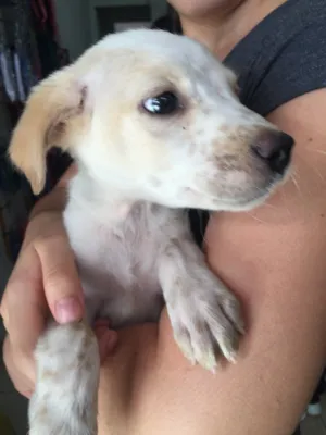 Cachorro raça Srd idade 2 a 6 meses nome Luck