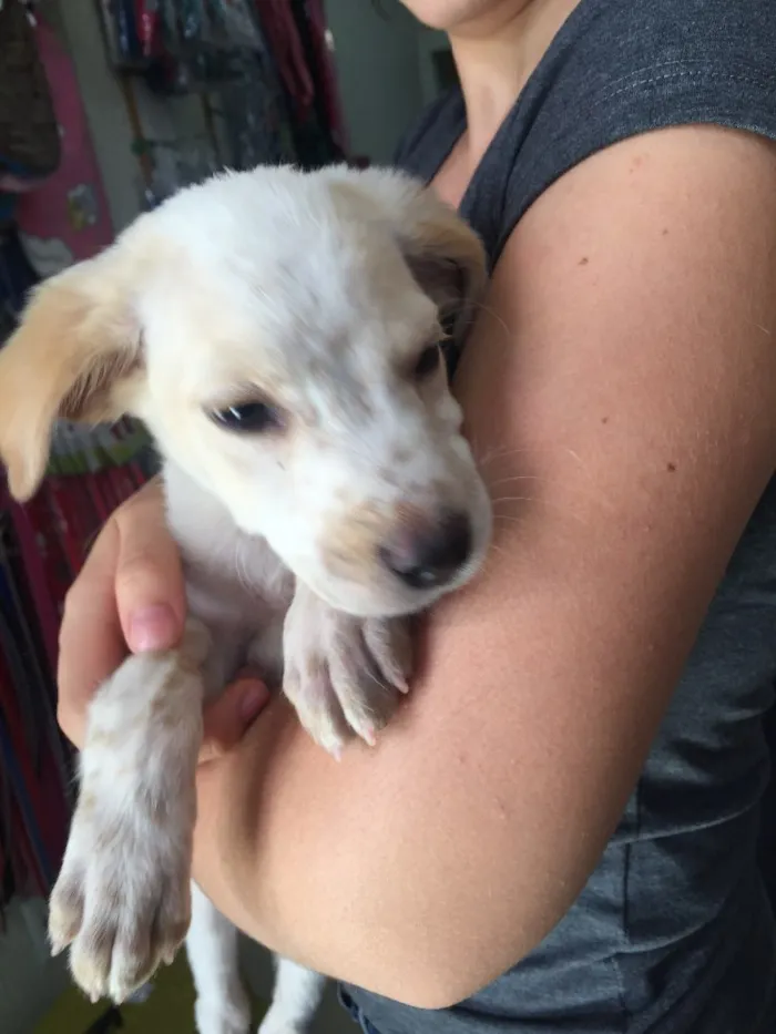 Cachorro ra a Srd idade 2 a 6 meses nome Luck