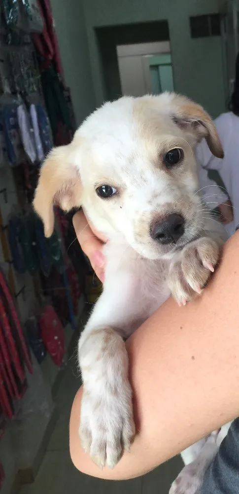 Cachorro ra a Srd idade 2 a 6 meses nome Luck