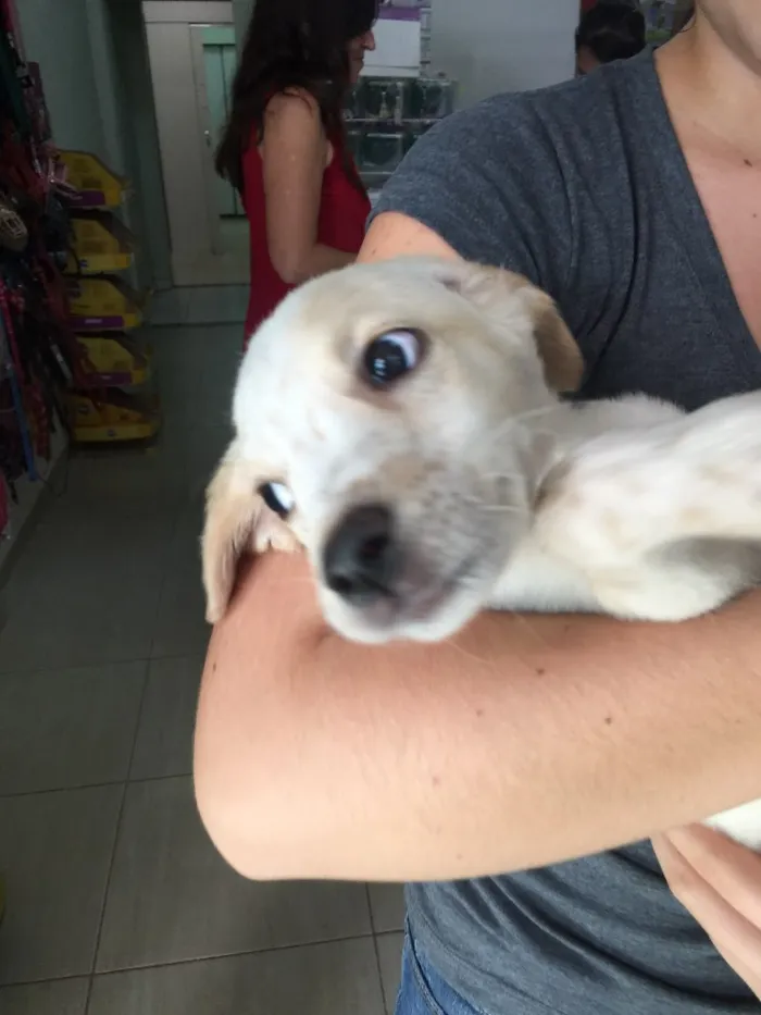 Cachorro ra a Srd idade 2 a 6 meses nome Luck
