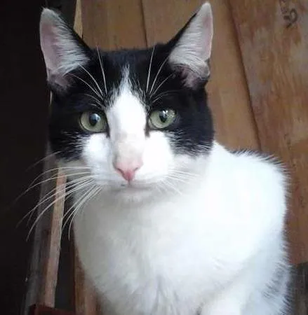 Gato ra a SRD idade 7 a 11 meses nome Machão