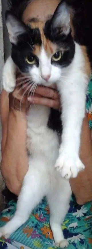 Gato ra a SRD idade 1 ano nome Princesa