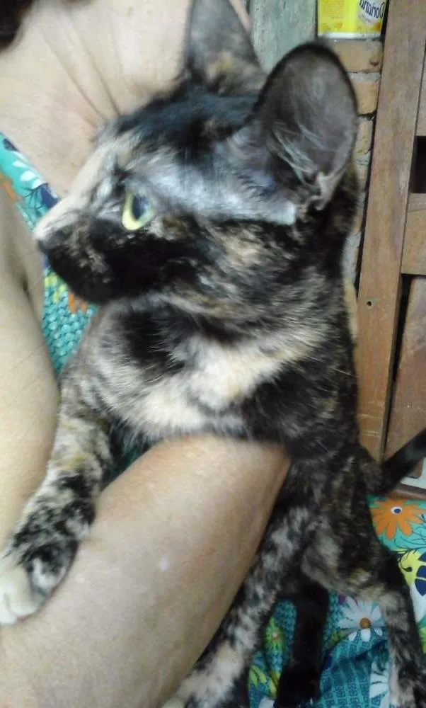 Gato ra a SRD idade 1 ano nome Maricota