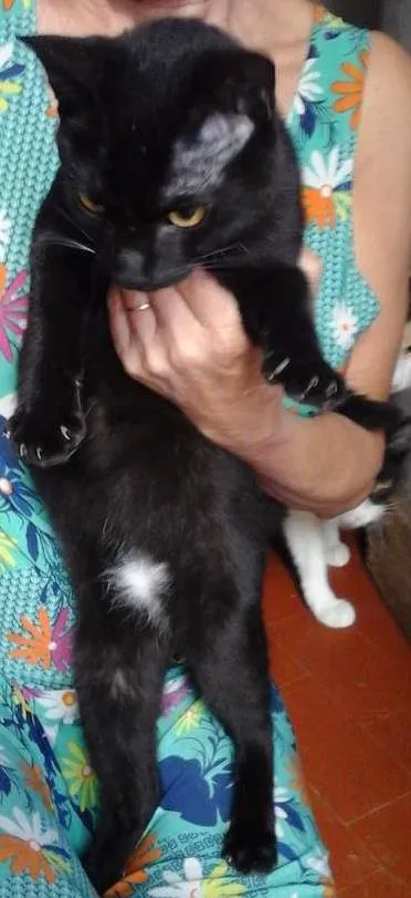 Gato ra a SRD idade 2 a 6 meses nome Lia