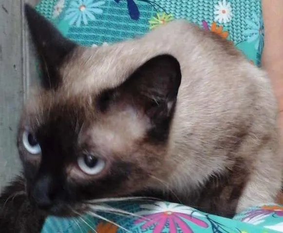 Gato ra a Siamês idade 1 ano nome Bibi