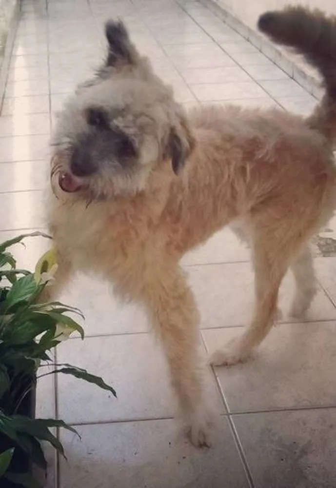 Cachorro ra a SRD idade 7 a 11 meses nome Sem Nome