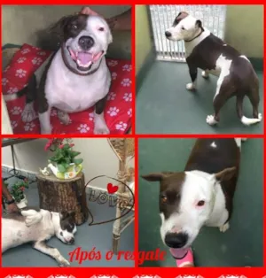 Cachorro raça Pit-Bull idade 3 anos nome Toddy