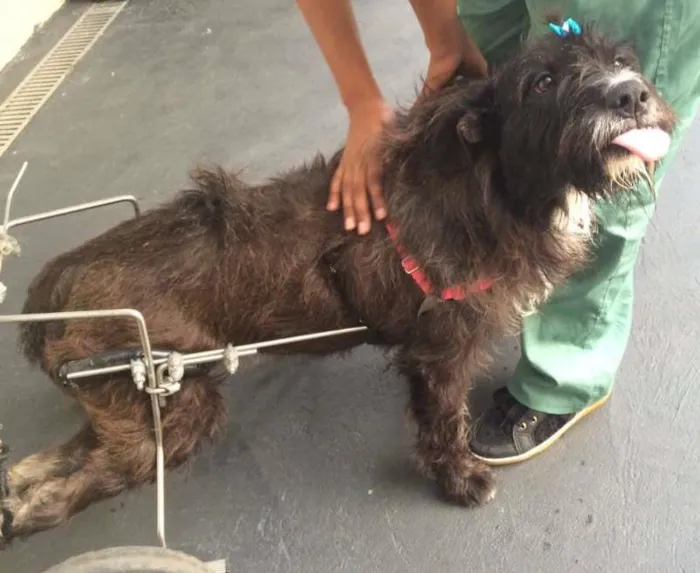 Cachorro raça SRD idade 2 anos nome Amanda