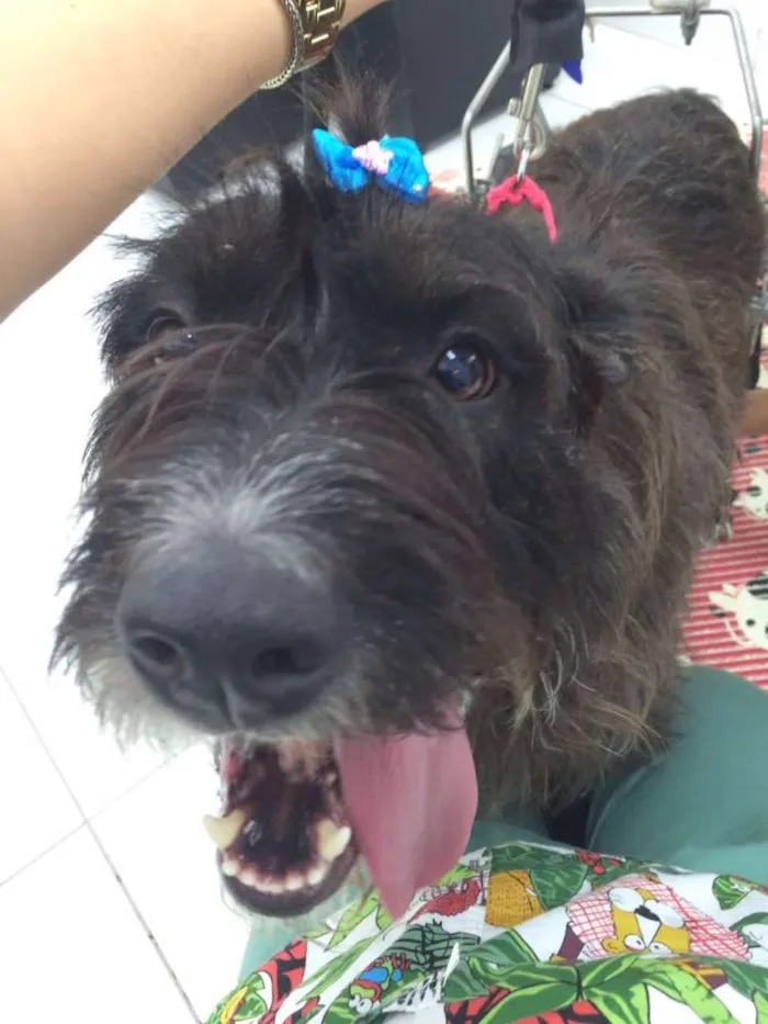 Cachorro raça SRD idade 2 anos nome Amanda