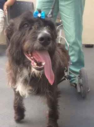 Cachorro raça SRD idade 2 anos nome Amanda