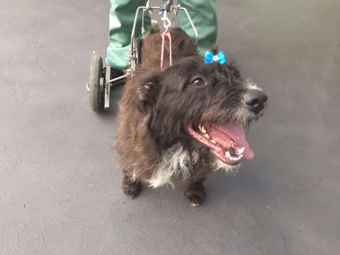 Cachorro raça SRD idade 2 anos nome Amanda
