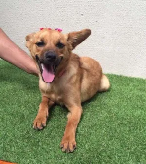 Cachorro raça SRD idade 7 a 11 meses nome Bambina