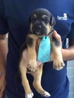 Cachorro raça SRD idade Abaixo de 2 meses nome Sony