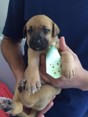Cachorro raça srd idade Abaixo de 2 meses nome Sushi