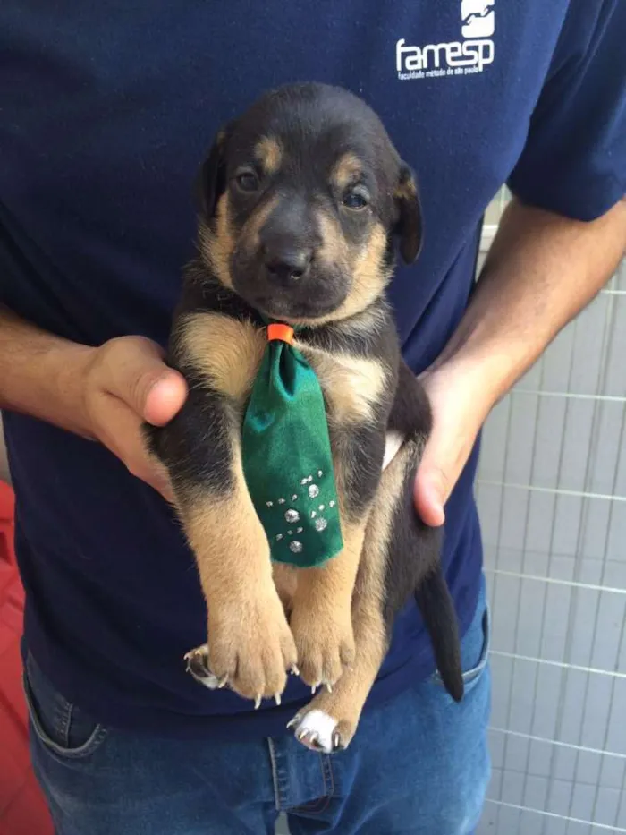 Cachorro ra a SRD idade Abaixo de 2 meses nome Hugo