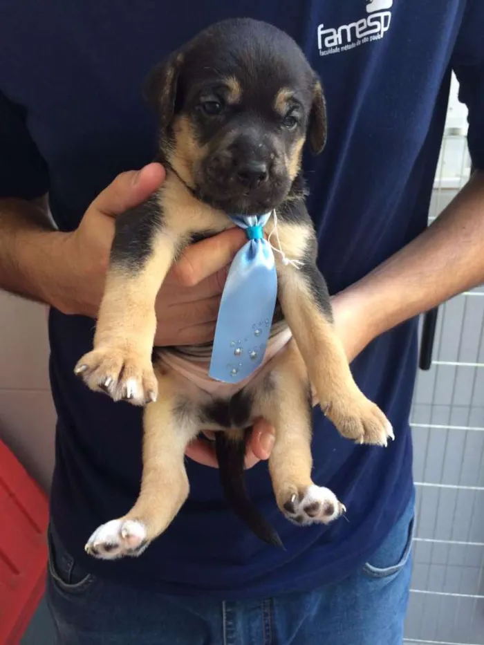 Cachorro ra a SRD idade Abaixo de 2 meses nome Kim
