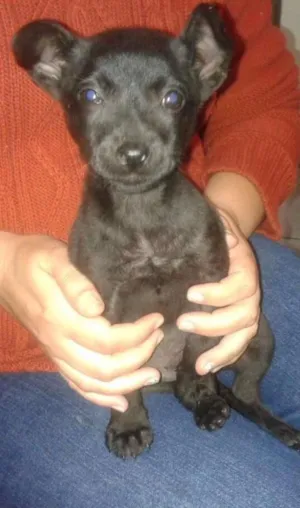Cachorro raça srd idade 2 a 6 meses nome Melissa