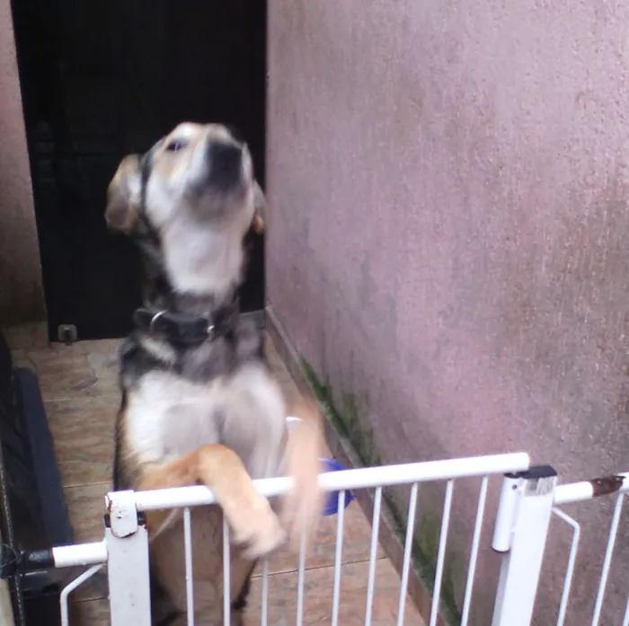 Cachorro ra a Srd idade 7 a 11 meses nome Mike