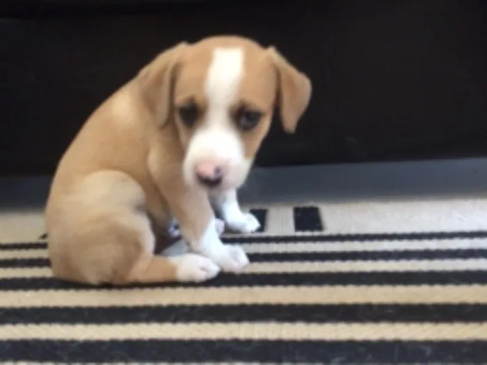 Cachorro raça  idade Abaixo de 2 meses nome Indefinido