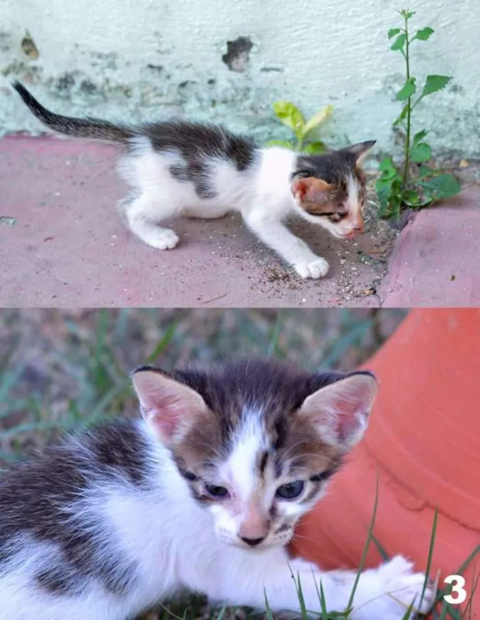 Gato ra a  idade Abaixo de 2 meses nome Sem nome