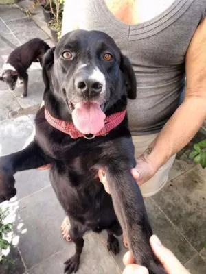 Cachorro raça Mistura de labrador idade 6 ou mais anos nome Luna