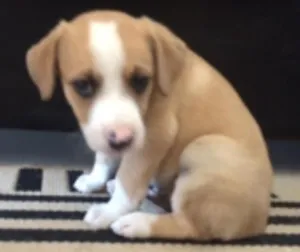 Cachorro raça  idade Abaixo de 2 meses nome Indefinido