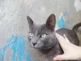 Chiquinho