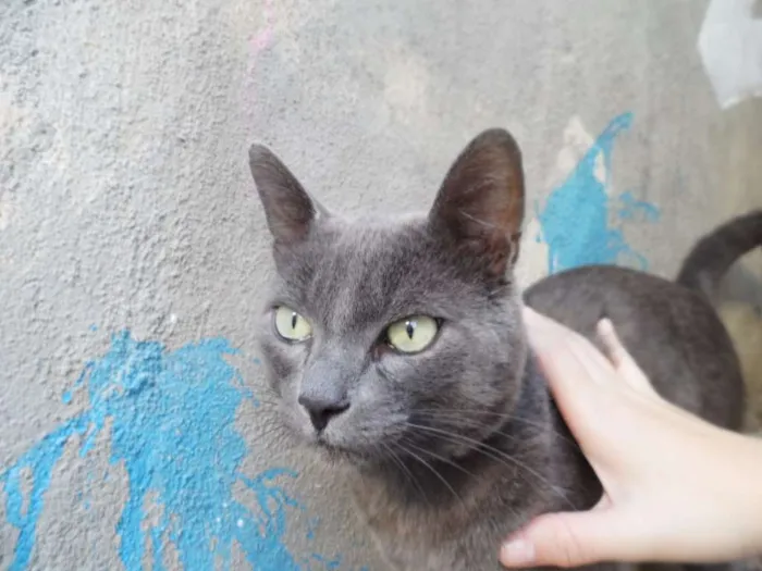 Gato raça Mestiço idade 2 a 6 meses nome Chiquinho