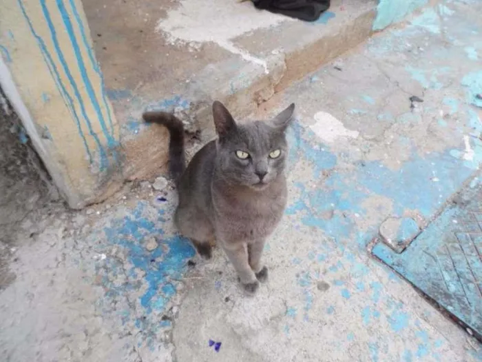 Gato raça Mestiço idade 2 a 6 meses nome Chiquinho