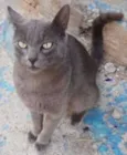 Chiquinho
