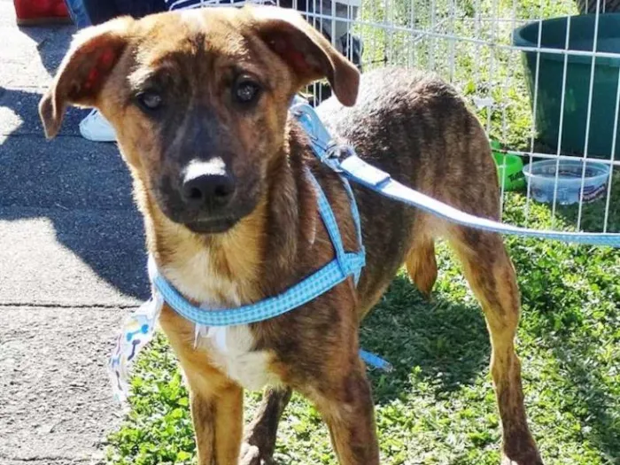 Cachorro ra a SRD idade 2 a 6 meses nome Mamão