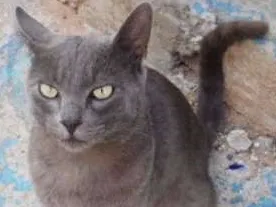 Gato raça Mestiço idade 2 a 6 meses nome Chiquinho